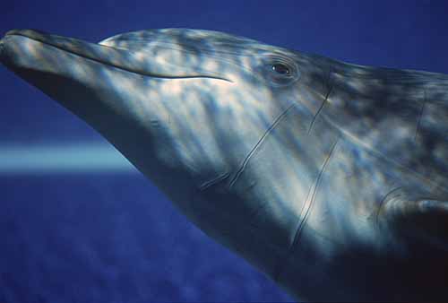 Bottlenose dolphin - © Photolibrary Wales